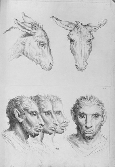 Similitudes entre la cabeza de un burro y un hombre, de 