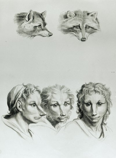 Similitudes entre la cabeza de un zorro y un hombre, de 