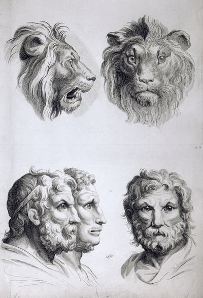 Similitudes entre la cabeza de un león y un hombre de Charles Le Brun