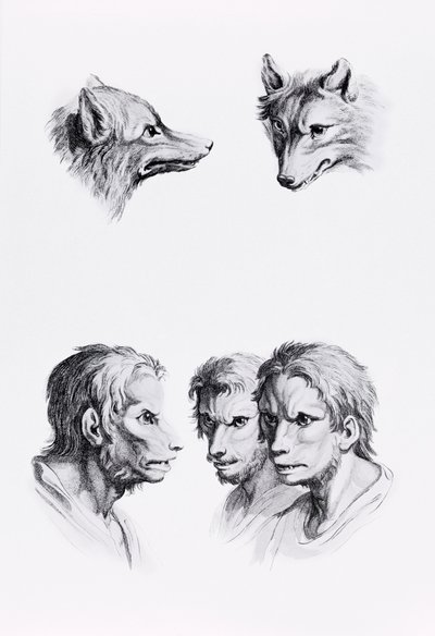 Similitudes entre la cabeza de un lobo y un hombre, de 