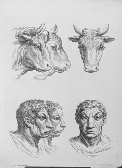 Similitudes entre la Cabeza de un Buey y un Hombre, del 