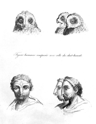 Similitudes entre la cabeza de un búho y un hombre, de 