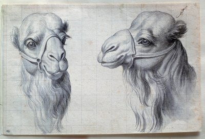 Estudios de dos cabezas de camello de Charles Le Brun