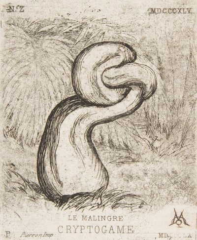 La pequeña criptogamia, 1860 de Charles Meryon