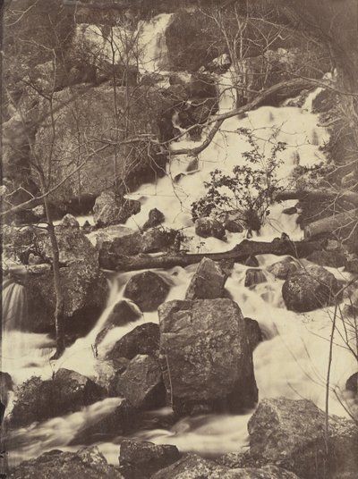 [Árboles y cascadas] de Charles Nègre