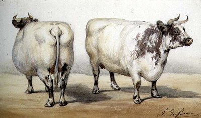 Estudio de dos vacas de cuernos largos de Charles Oliver de Penne