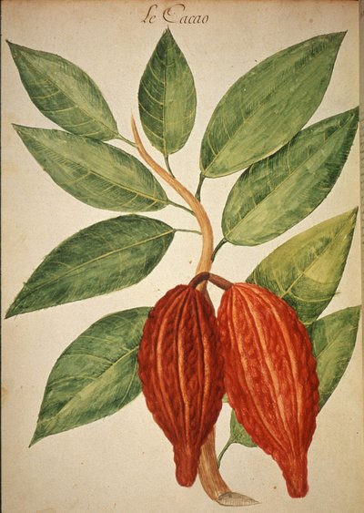 Cacao de Charles Plumier