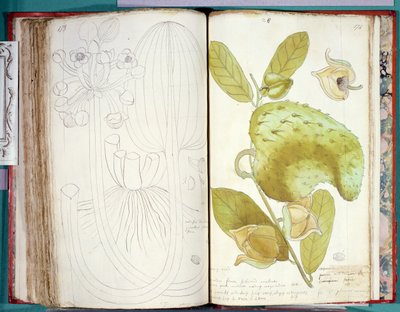 Ms 23 Cardamomo, de un manuscrito sobre plantas de las Antillas y Santo Domingo de Charles Plumier