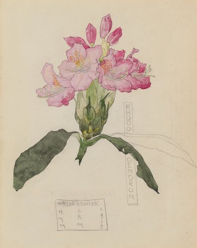 Estudio de un rododendro de Charles Rennie and MacDonald Mackintosh Margaret Mackintosh