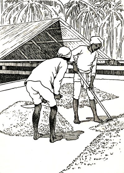 Secando el cacao, 1912 de Charles Robinson