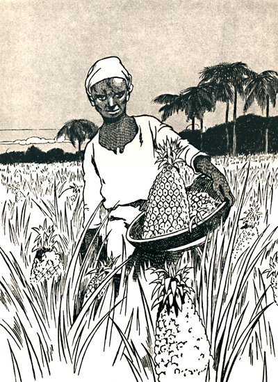 Recolección de piñas, 1912 de Charles Robinson