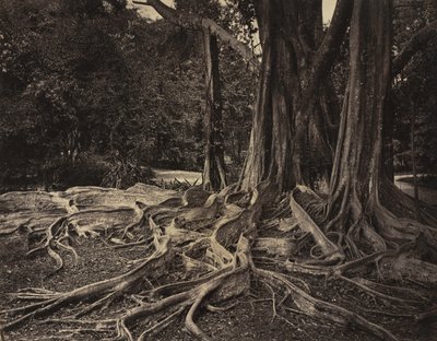 Rubber Tree, Assam, India (Ficus Elastica) de Charles T. Scowen