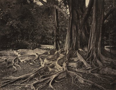 Árbol de Caucho, Assam, India Ficus Elastica, c.1880s de Charles T. Scowen