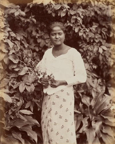 Cingalés de Charles T. Scowen