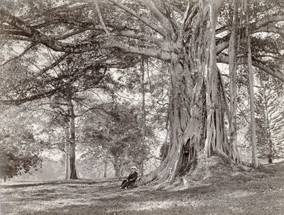 Un caballero sentado bajo un gran árbol nativo en Ceilán Británico, ahora llamado Sri Lanka, años 1880 de Charles T Scowen and Co