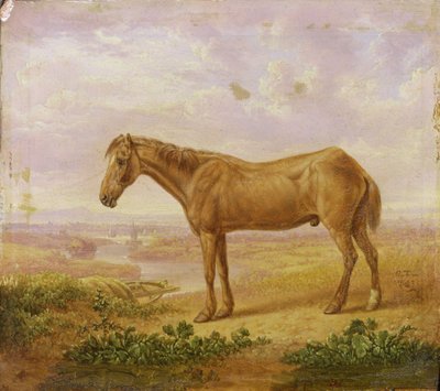 Viejo Billy, un caballo de tiro, de 62 años de Charles Towne