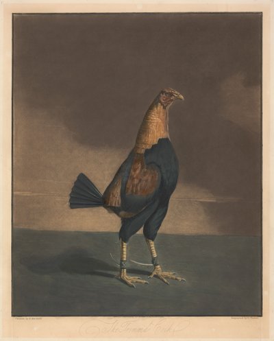 Peleas de gallos [un par]:  2. El gallo recortado de Charles Turner