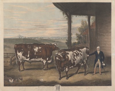 Dos bueyes de Durham de Charles Turner