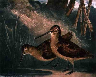 Becadas, placa 4 de British Feather Game, grabado por el artista, pub. por R. Ackermann, c.1810 de Charles Turner