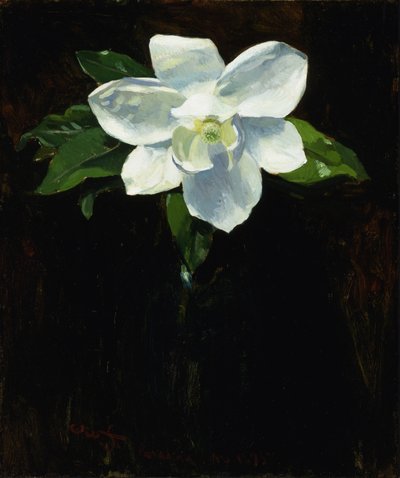 Magnolia, 1895 de Charles Walter Stetson