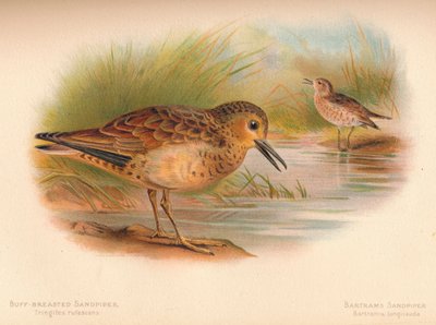 Correlimos Canela Tringites rufescens, Correlimos de Bartram Bartramia longicauda de Charles Whymper