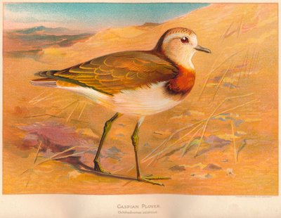 Chorlito Caspio Ochthodromus asiaticus, 1900 de Charles Whymper