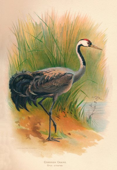 Grulla Común Grus cinerea, 1900 de Charles Whymper
