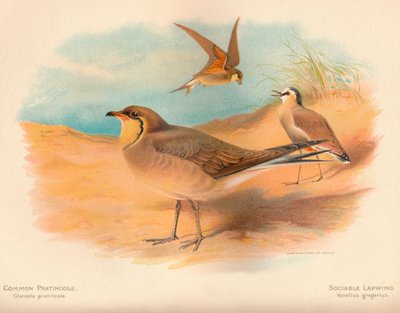 Canastera común Glareola pratincola, Avefría sociable Vanellus gregarius, 1900 de Charles Whymper