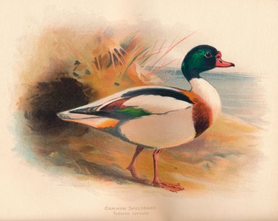 Tarro común Tadorna cornuta, 1900 de Charles Whymper