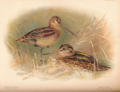 Agachadiza común Gallinago scolopacina, Agachadiza chica Limnocryptes gallinula, 1900 de Charles Whymper