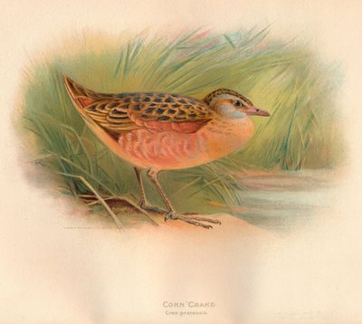 Guión de maíz Crex pratensis, 1900 de Charles Whymper