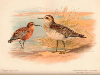 Correlimos Tringa subarquata, Correlimos Pectoral Siberiano Heteropygia acuminata, 1900 de Charles Whymper