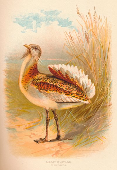 Gran avutarda Otis tarda, 1900, 1900 de Charles Whymper