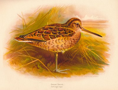 Agachadiza grande Gallinago major de Charles Whymper