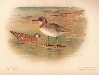 Falaropo gris Phalaropus fulicarius, falaropo de cuello rojo Phalaropus hyperboreus de Charles Whymper