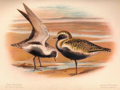 Chorlito gris Squatarola helvetica, Chorlito dorado Charadrius pluvialus de Charles Whymper