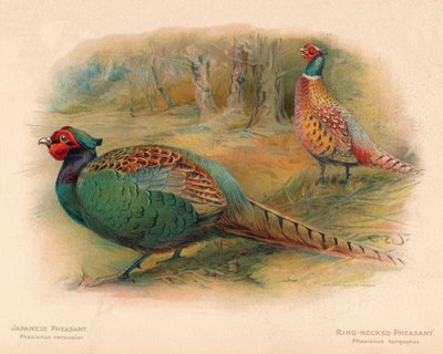 Faisán japonés Phasaianus versicolor, Faisán de cuello anillado Phasaianus torquatus, 1900, 190 de Charles Whymper