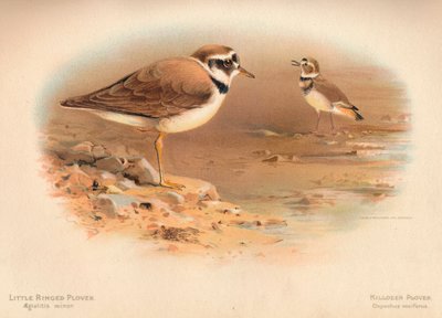 Chorlitejo chico Aegialitis minor, Chorlito gritón Oxyechus vociferus, 1900 de Charles Whymper
