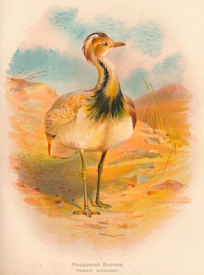 Avutarda de Macqueen, Houbara macqueeni, 1900 de Charles Whymper