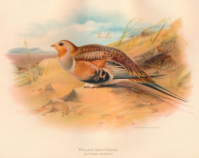 Ganga de Pallas Syrrhaptes paradoxus, 1900 de Charles Whymper