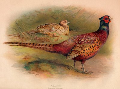 Faisán Phasianus colchicus, 1900 de Charles Whymper