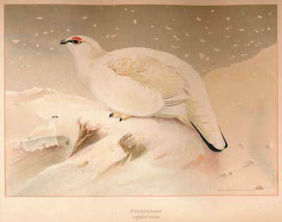 Lagópodo alpino Lagopus mutus, 1900 de Charles Whymper