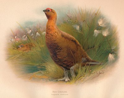 Perdiz roja Lagopus scoticus, 1900 de Charles Whymper