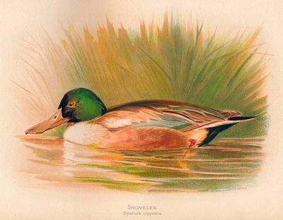 Cuchara Spatula clypeata, 1900 de Charles Whymper
