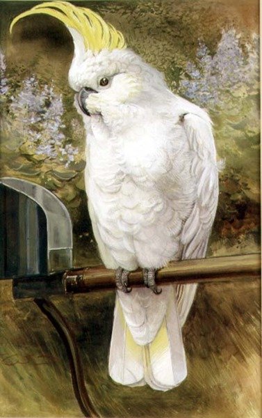 Cacatúa de cresta azufrada de Charles Whymper