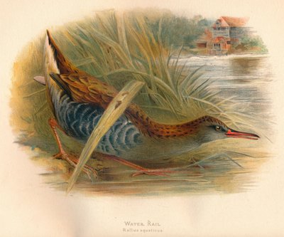 Rascón Europeo Rallus aquaticus, 1900 de Charles Whymper