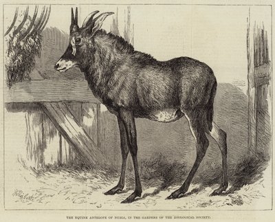 El antílope equino de Nubia, en los jardines de la Sociedad Zoológica de Charles William Carter