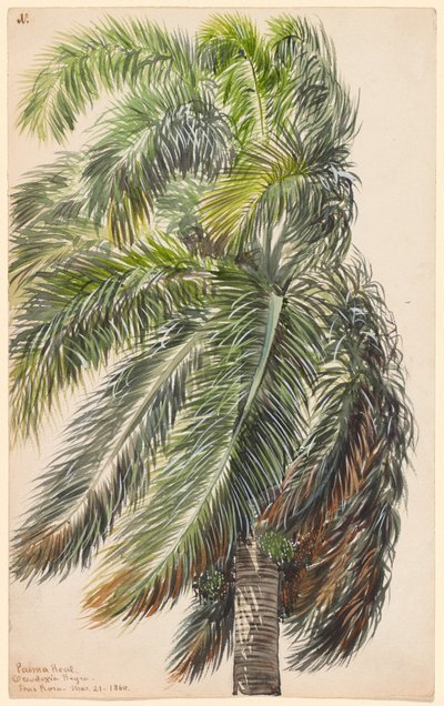 Palma real de Charles de Wolf Brownell