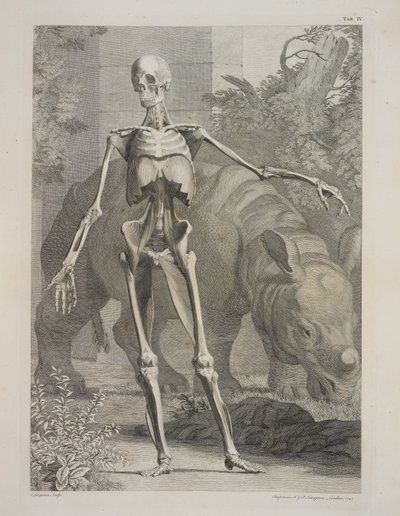 Esqueleto y rinoceronte, tablas del esqueleto y los músculos del cuerpo humano, de Bernhard Siegfried Albinus de Charles the Elder Grignion