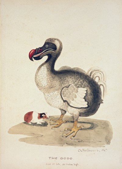 Estudio de un dodo y un conejillo de indias de Charlotte Augusta Spencer Churchill